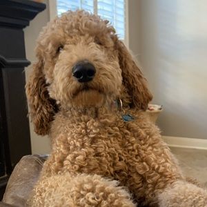 Meet your Posher, Brian